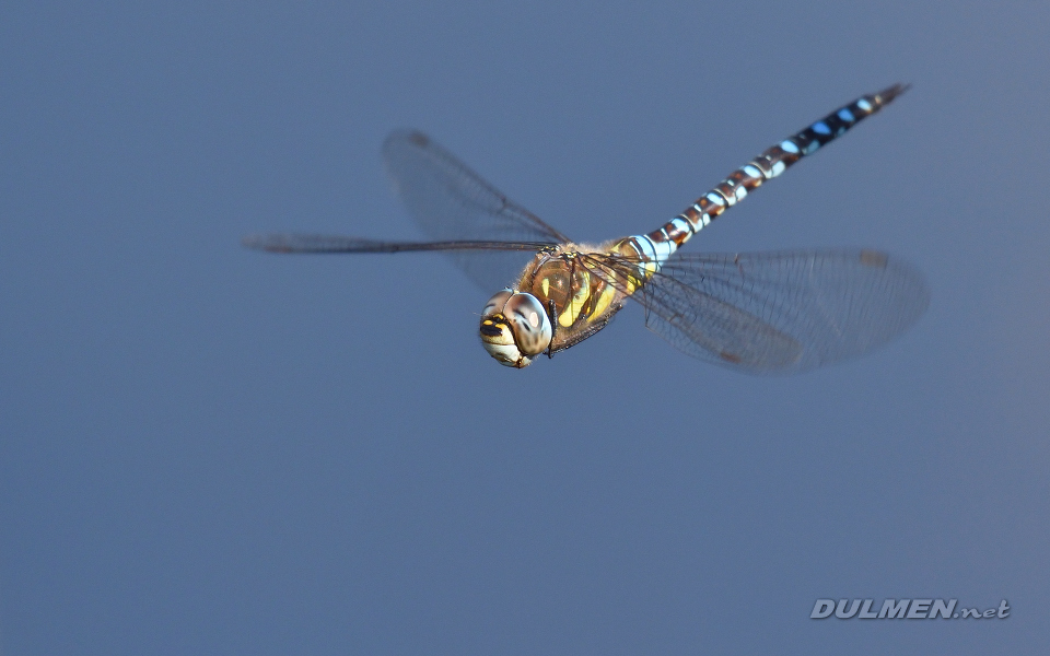 01 Migrant hawker (Aeshna mixta)